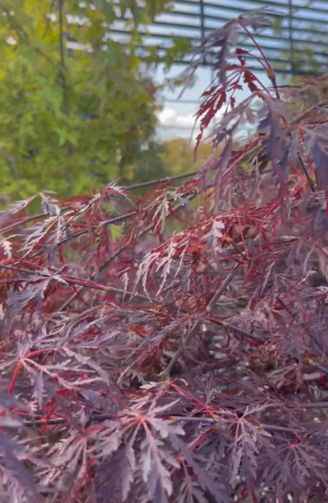 Acer palmatum 'Tamukeyama' - Image 2