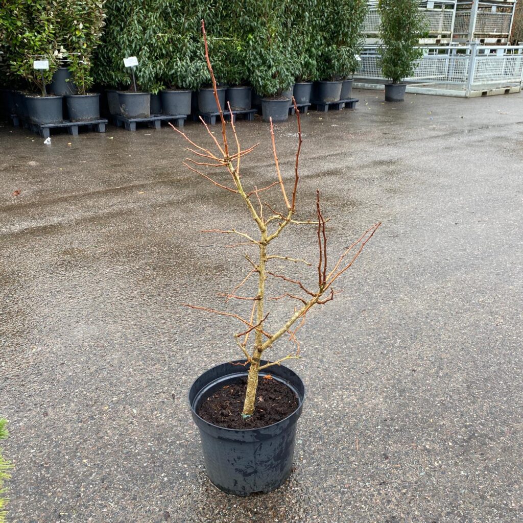 Ginkgo 'Saratoga'