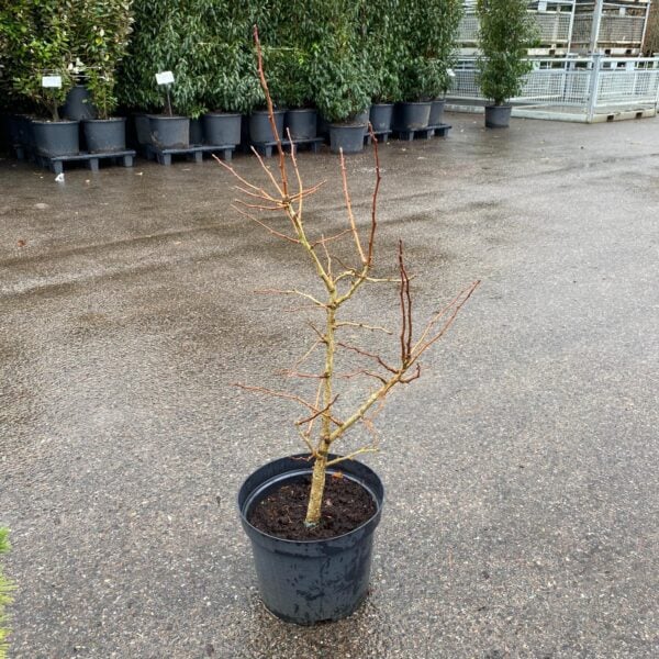 Ginkgo 'Saratoga' (LIC1)