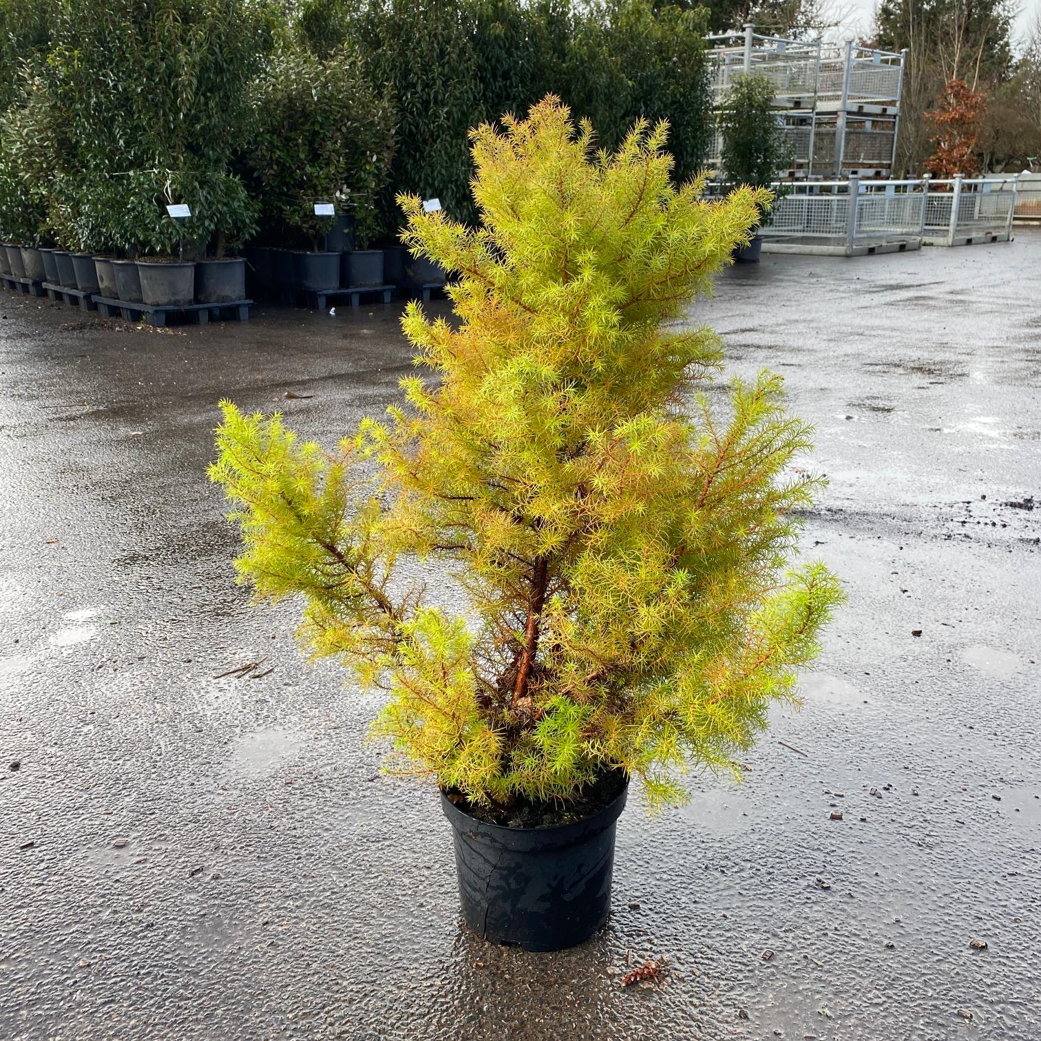 Cryptomeria japonica 'Elegans Compacta'
