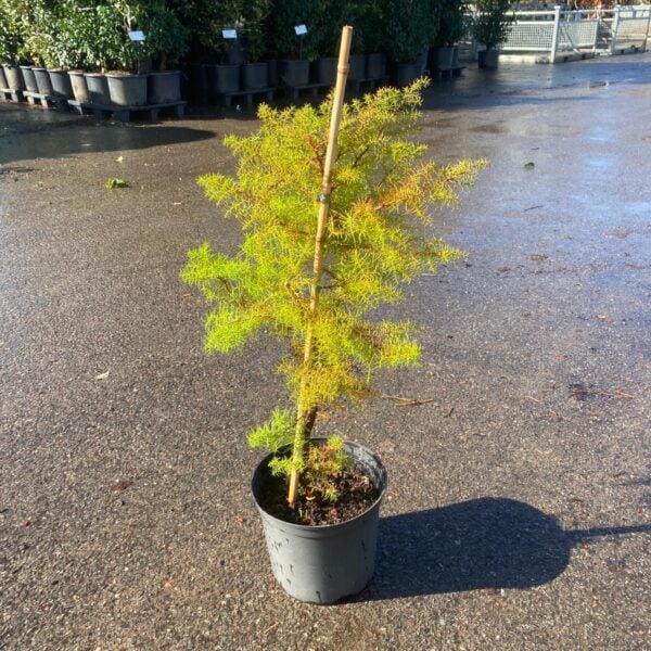 Cryptomeria japonica 'Elegans' (LIC1)