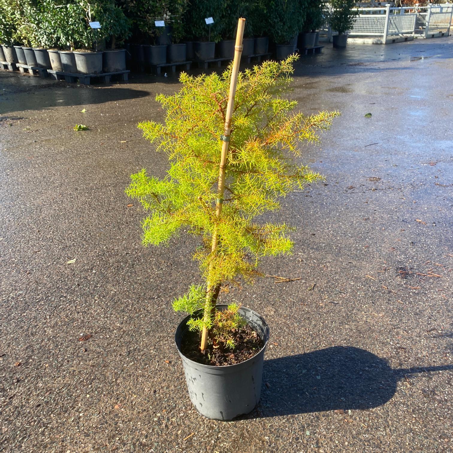 Cryptomeria japonica 'Elegans'