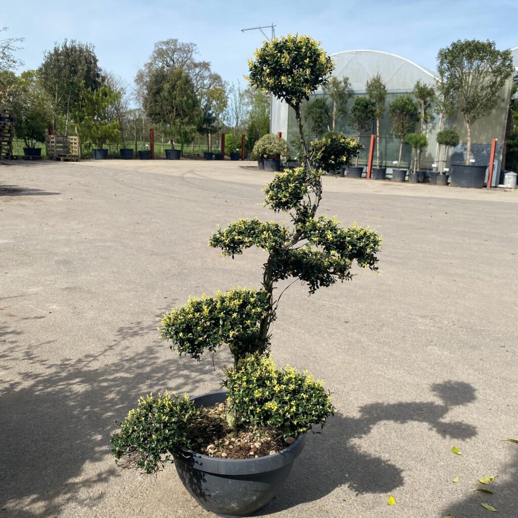 Ilex crenata 'Kinme' - Niwaki