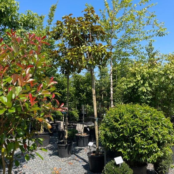 Magnolia grandiflora Praecox 'Goliath' (V1)