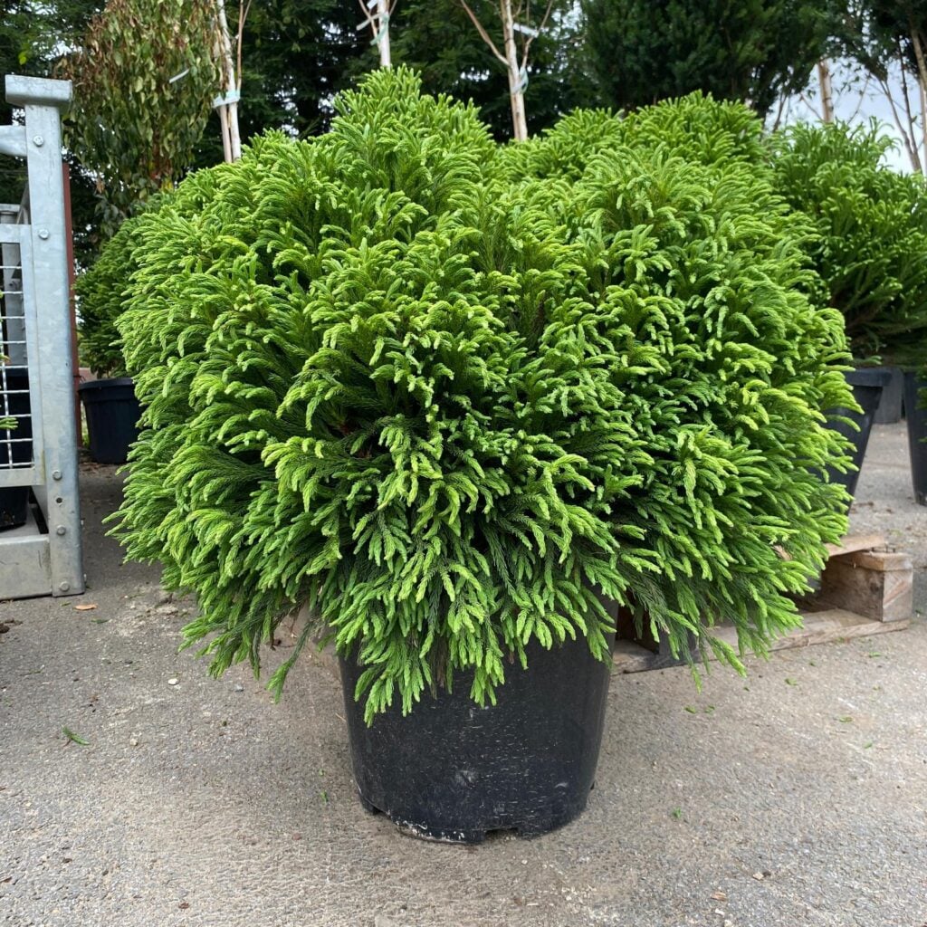 Cryptomeria japonica 'Globosa Nana' - Balls - Image 2