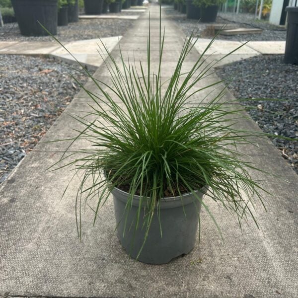 Deschampsia cespitosa (HGUK)