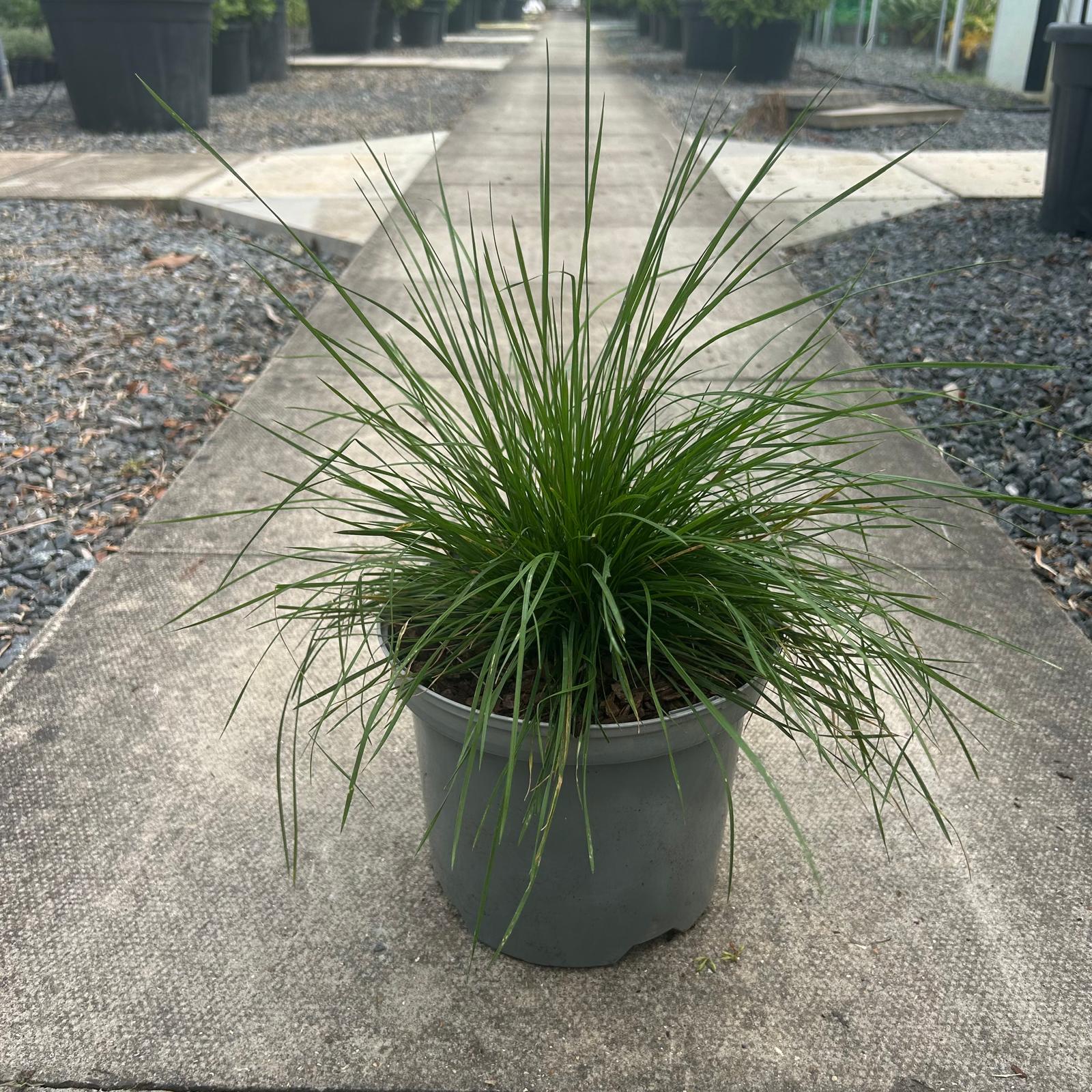 Deschampsia cespitosa