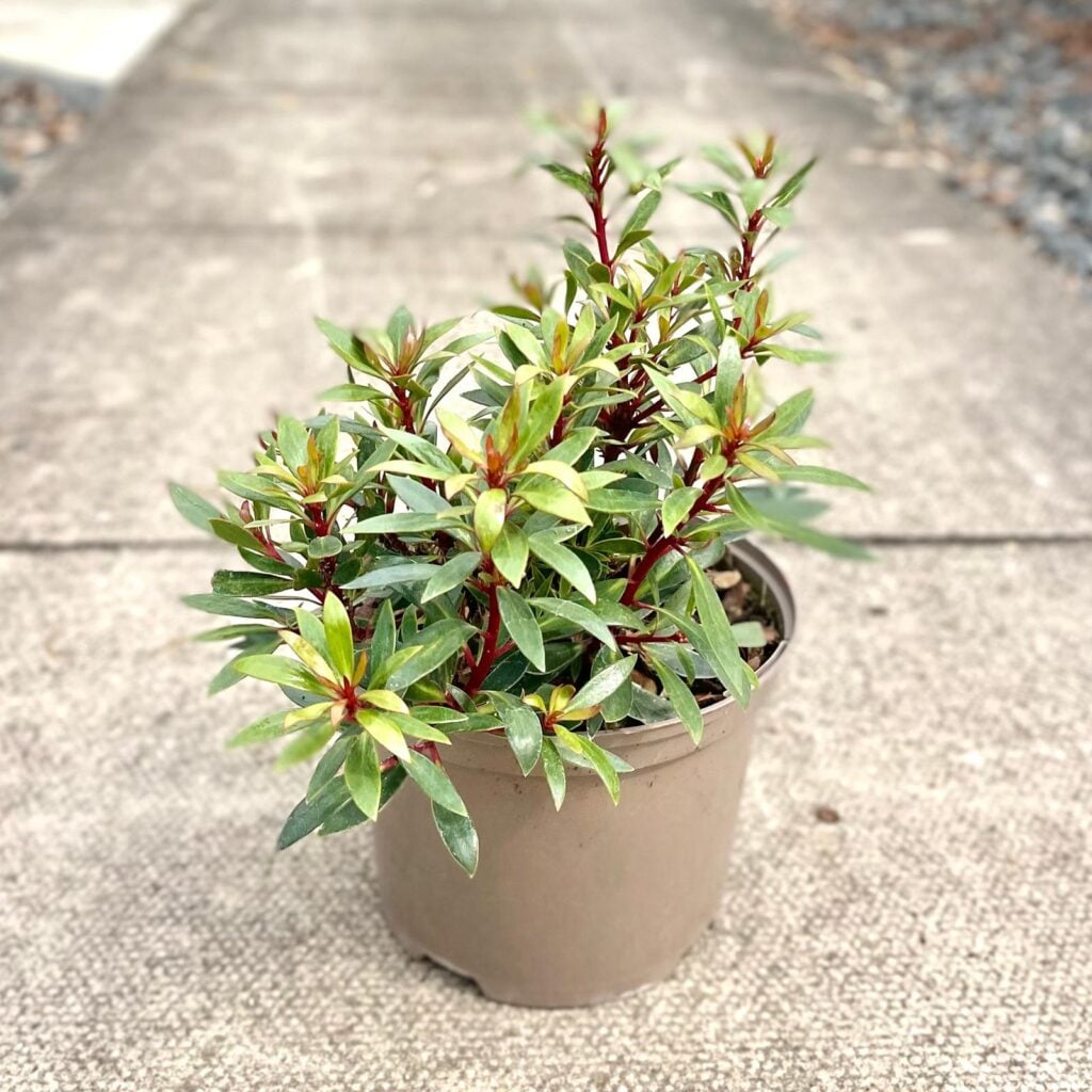 Drimys lanceolata