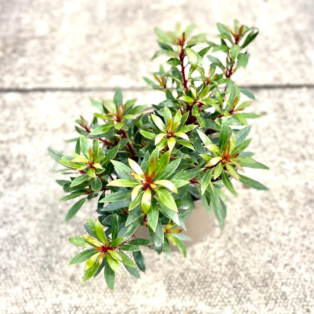 Drimys lanceolata - Image 2