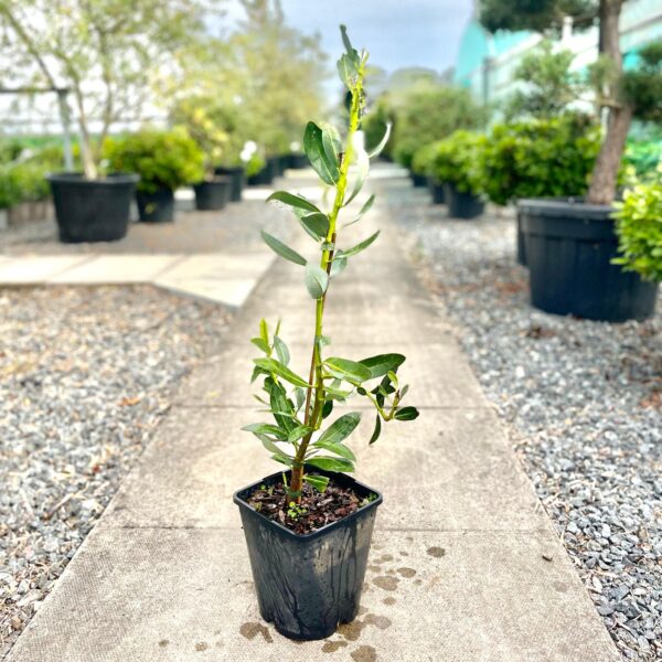 Drimys winteri  (HGUK)