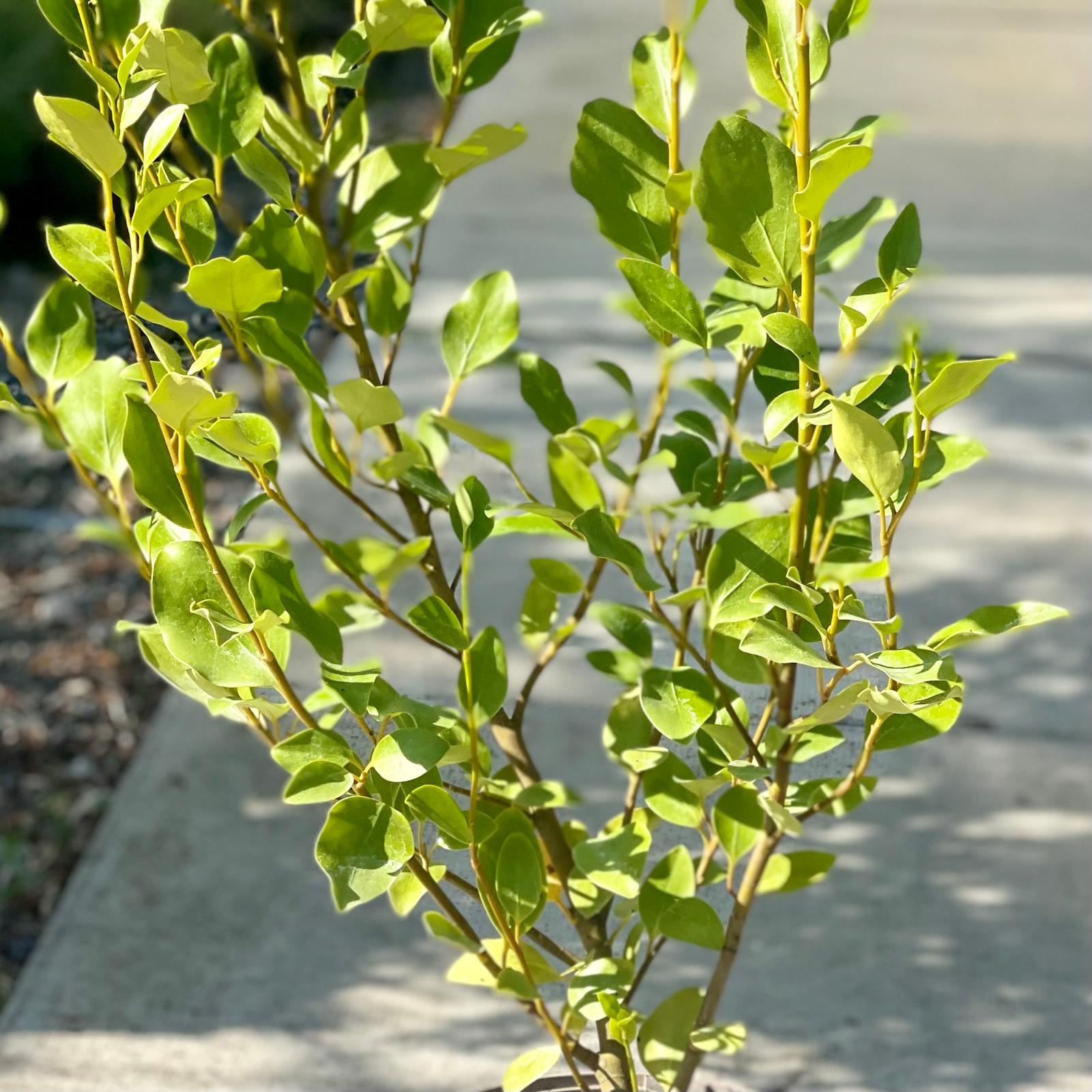Griselinia littoralis - Image 2