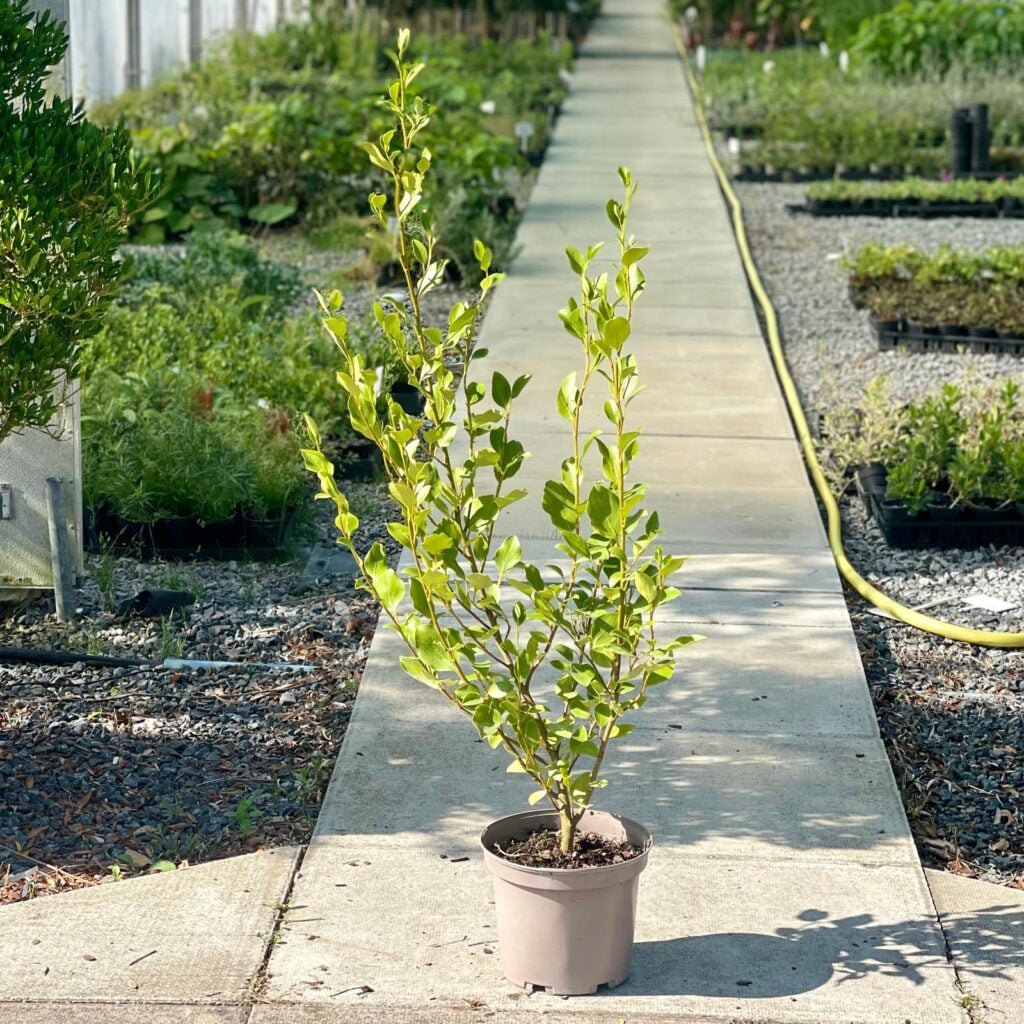 Griselinia littoralis