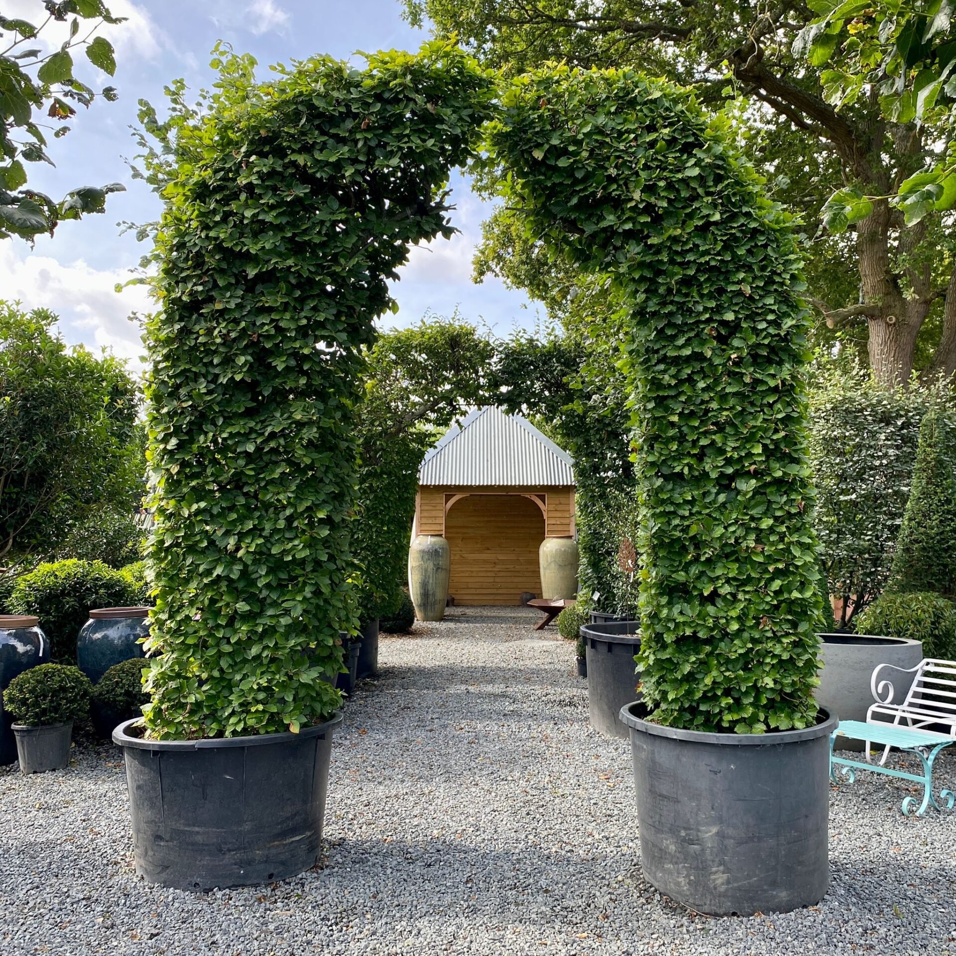 Fagus sylvatica - Topiary