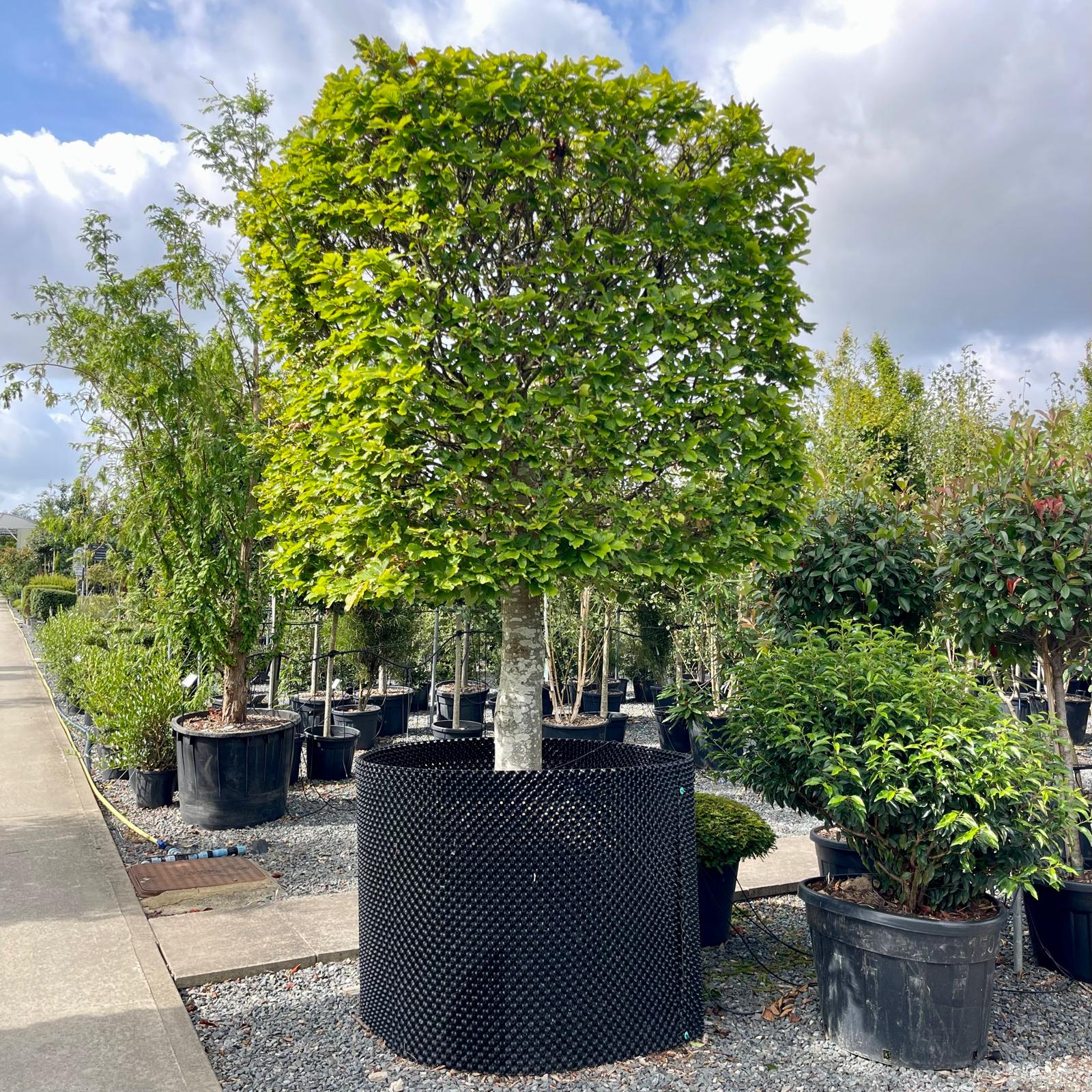 Fagus sylvatica - Topiary - Image 2