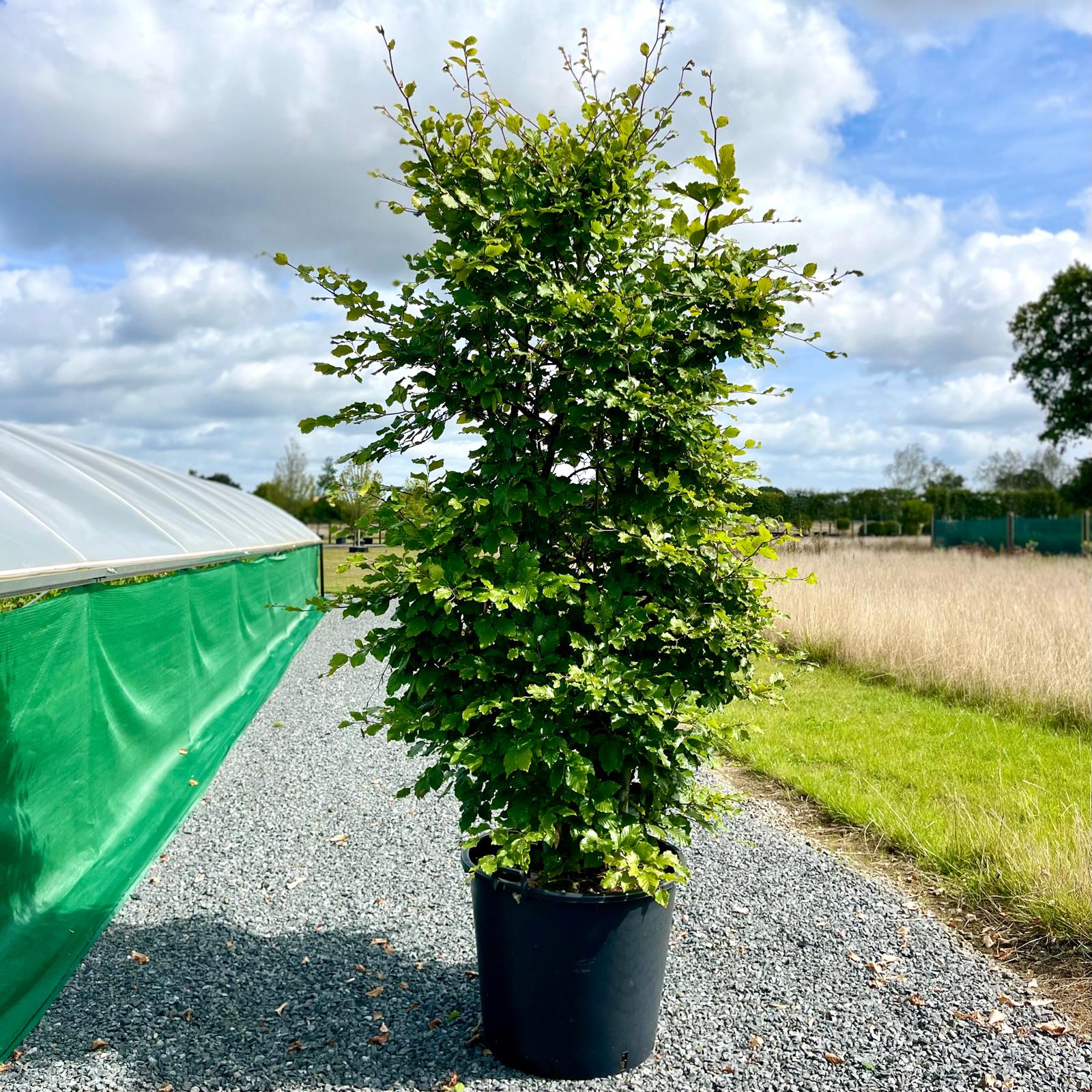 Fagus sylvatica - Topiary - Image 3