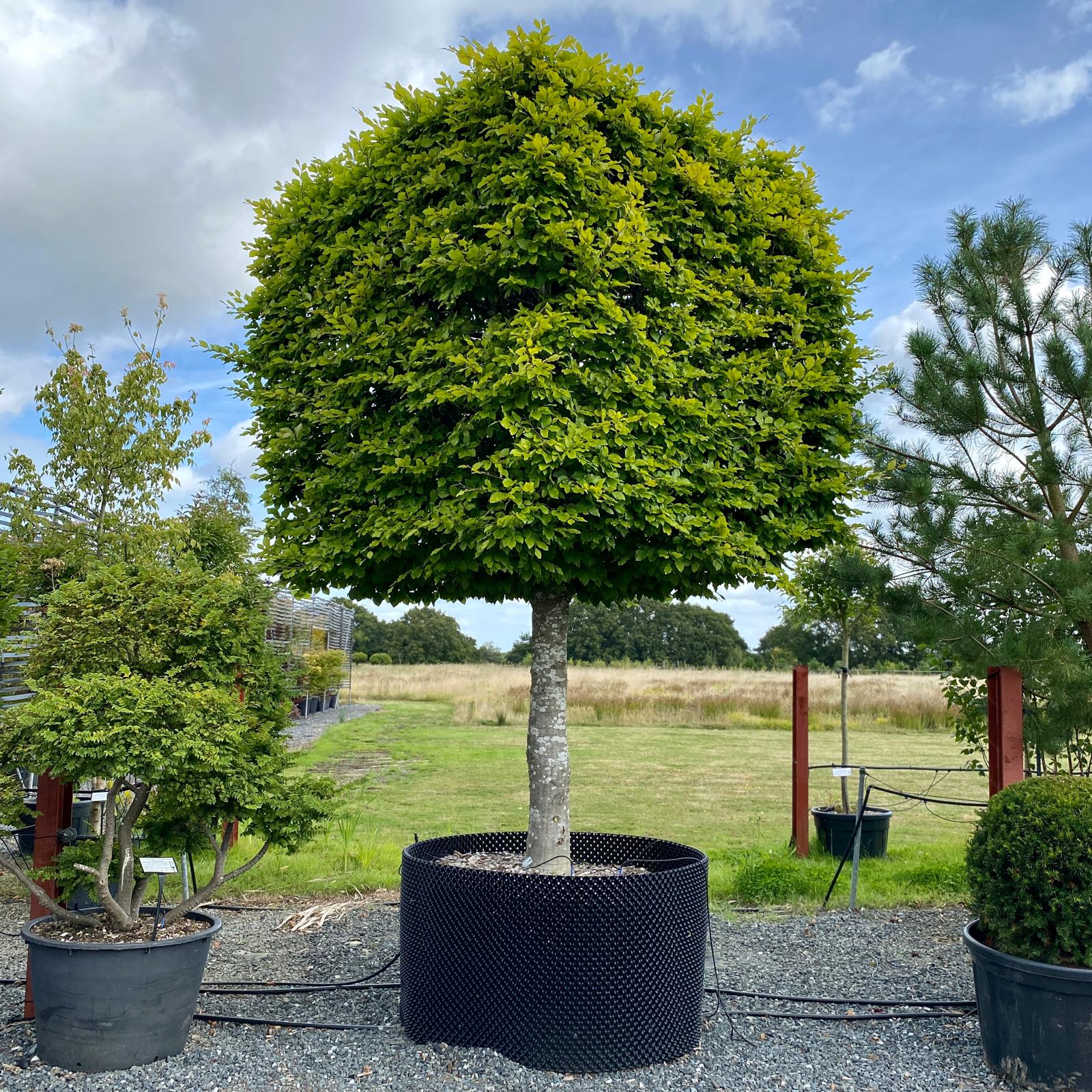 Fagus sylvatica - Topiary - Image 4