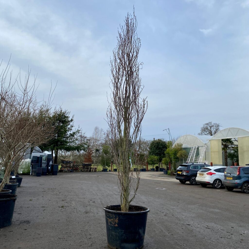 Fagus orientalis 'Iskander' - Image 4