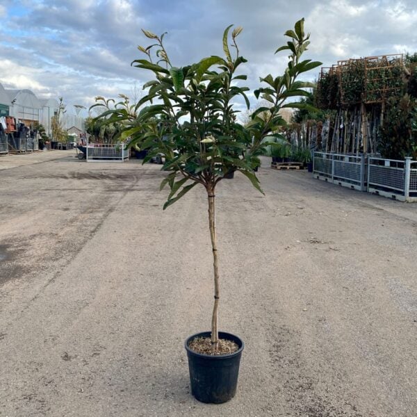 Eriobotrya japonica - Standards (V1, INT1)