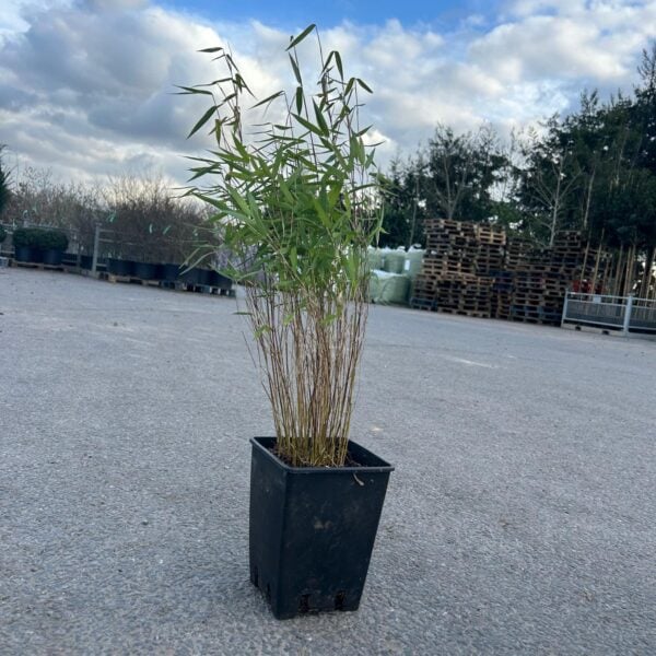 Fargesia 'Red Dragon' (P1)