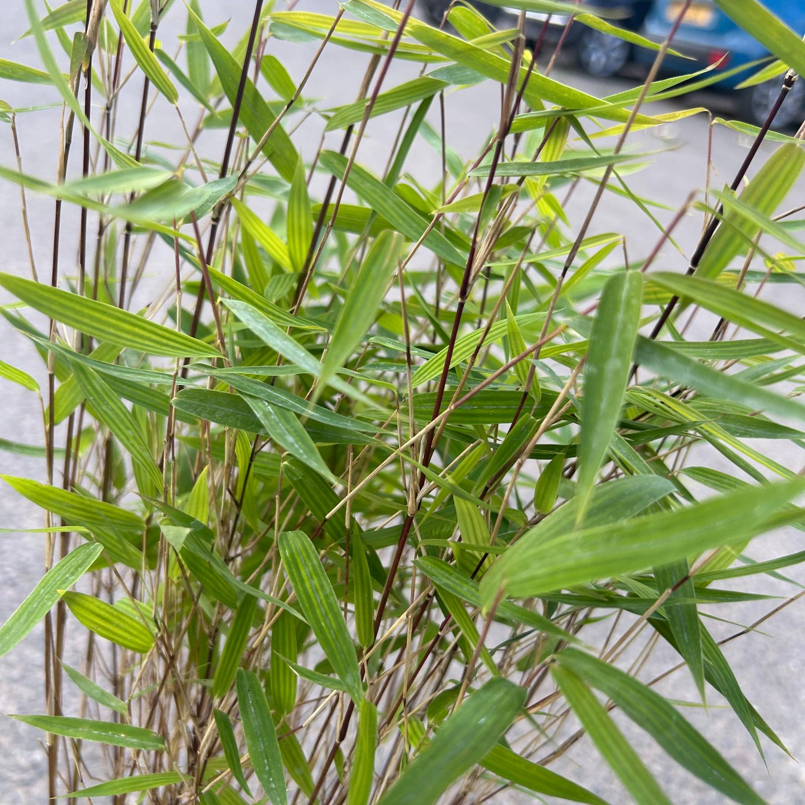 Fargesia 'Red Dragon' - Image 2