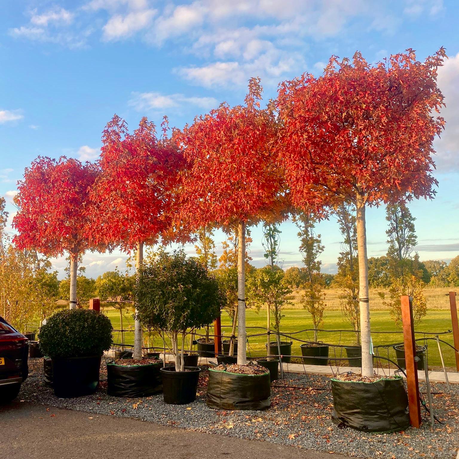 Liquidambar Styraciflua 'Worplesdon' - Topiary