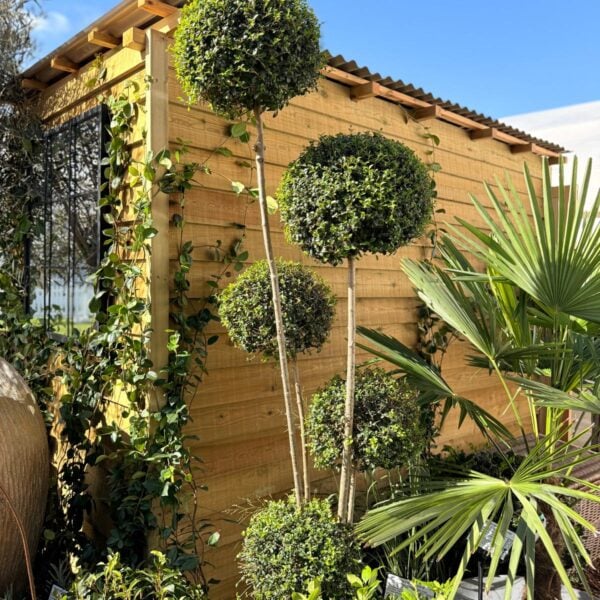 Ligustrum delavayi - Topiary (V1, CAV1)