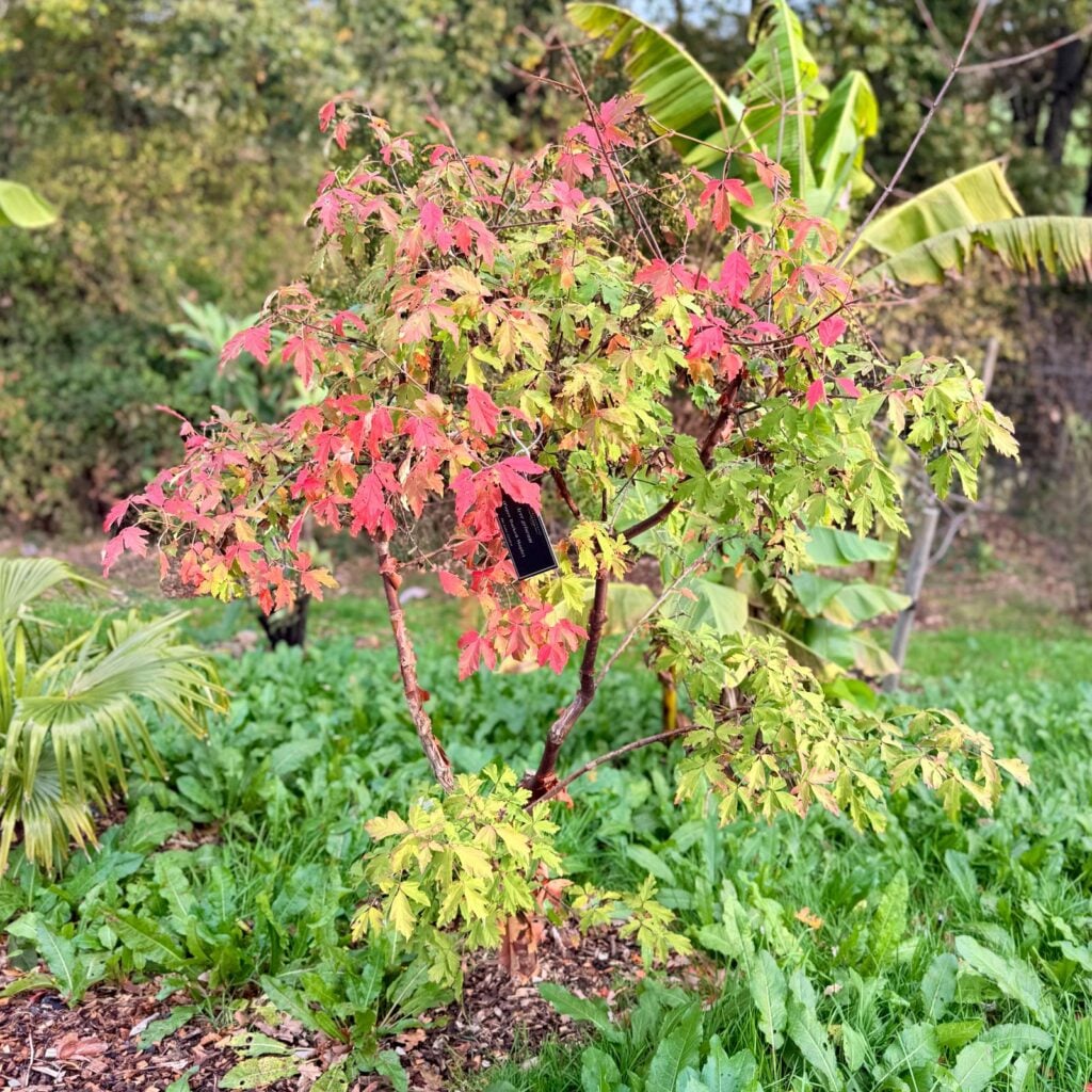 Acer griseum - Image 2