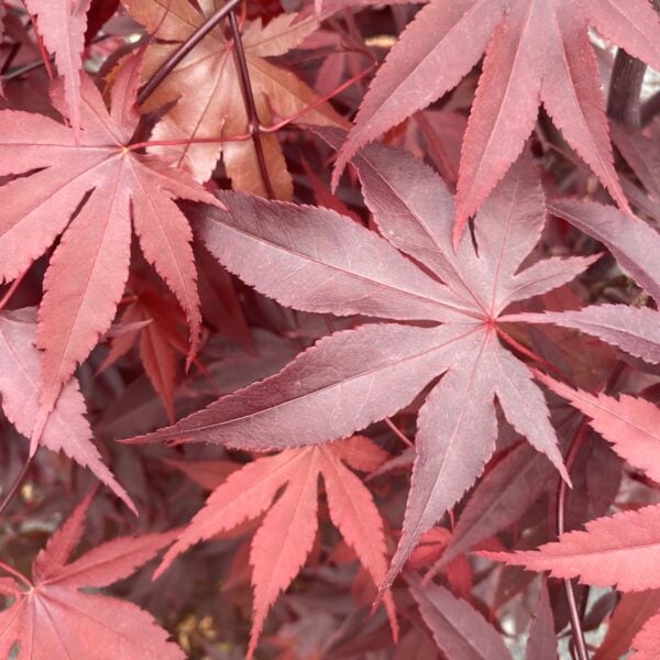 Acer palmatum 'Bloodgood' (P2)