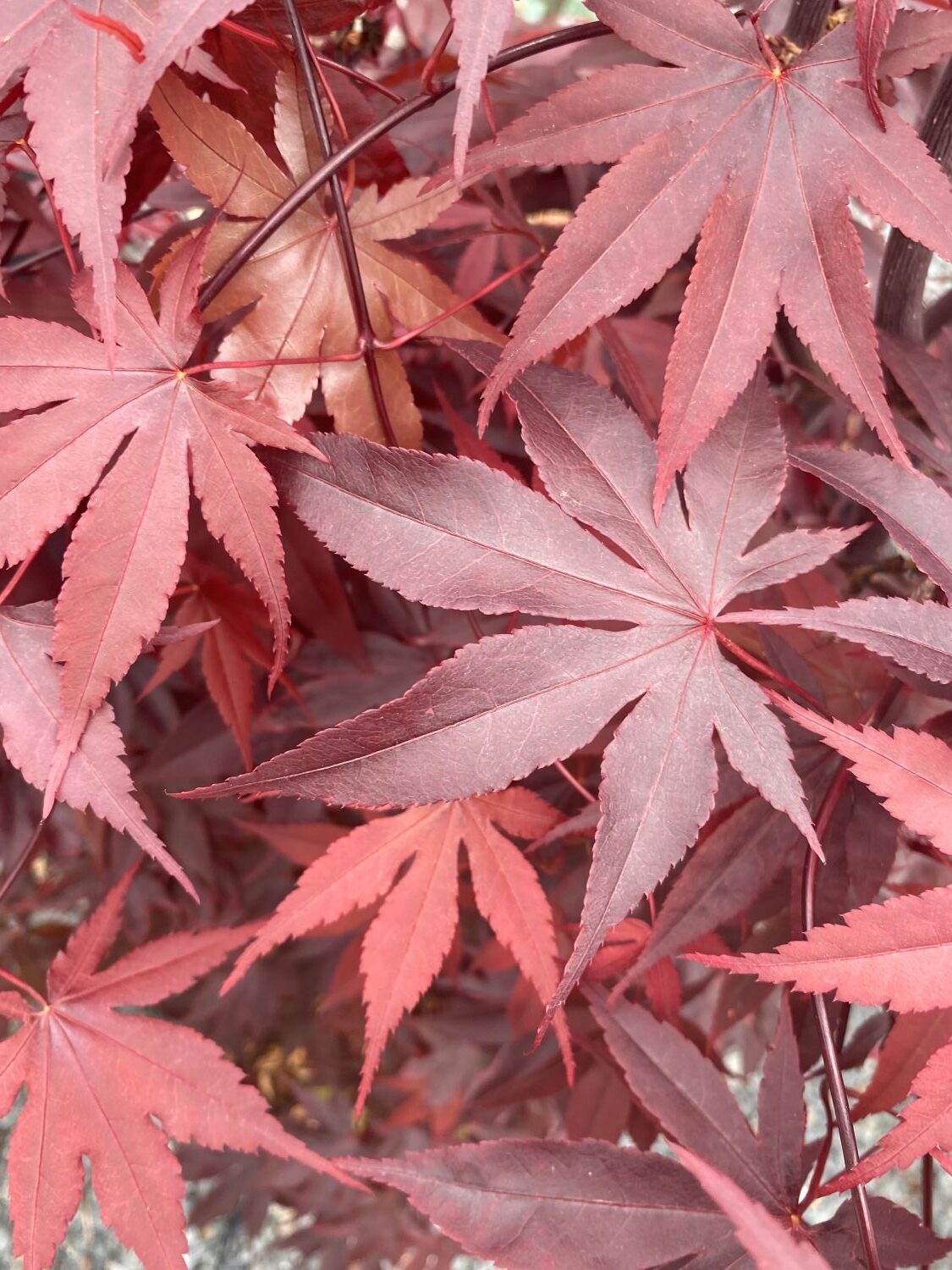 Acer palmatum 'Bloodgood'
