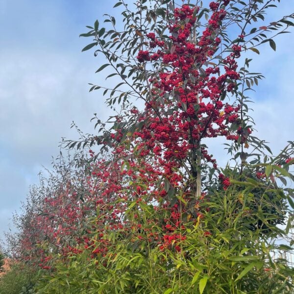 Cotoneaster frigidus 'Cornubia' (V1, HGUK)