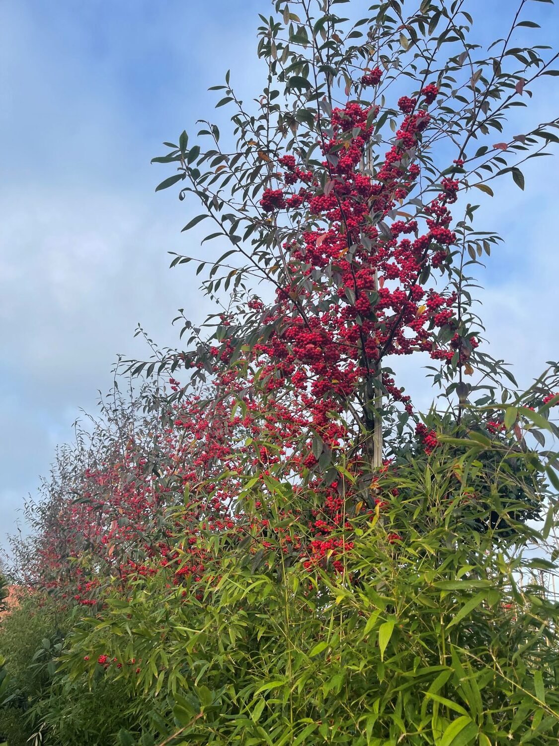 Cotoneaster frigidus 'Cornubia'