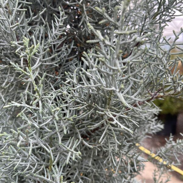 Cupressus arizonica 'Fastigiata' - Niwaki (V1)