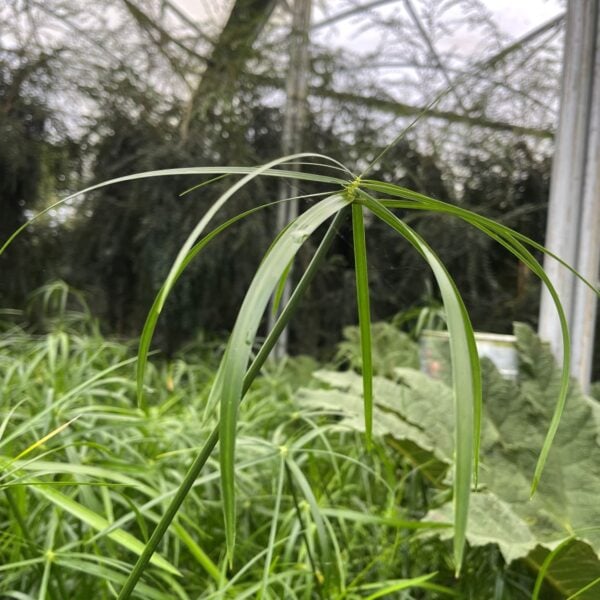 Cyperus alternifolius (HGUK)