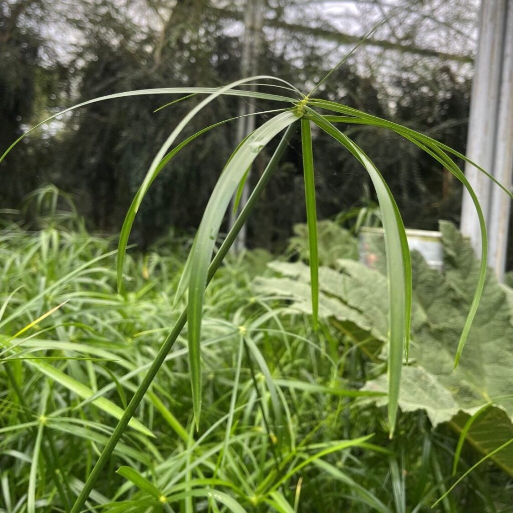 Cyperus alternifolius
