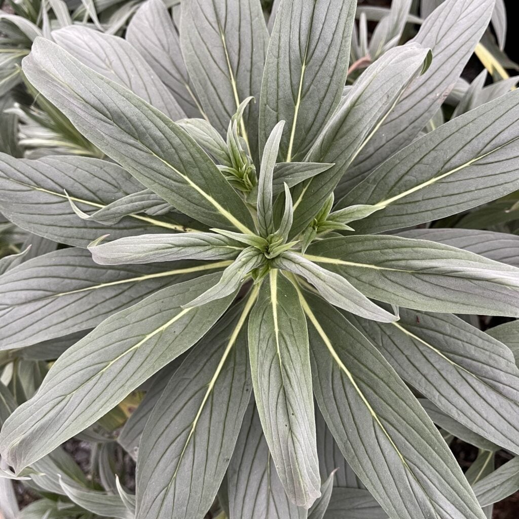 Echium fastuosum - Image 3