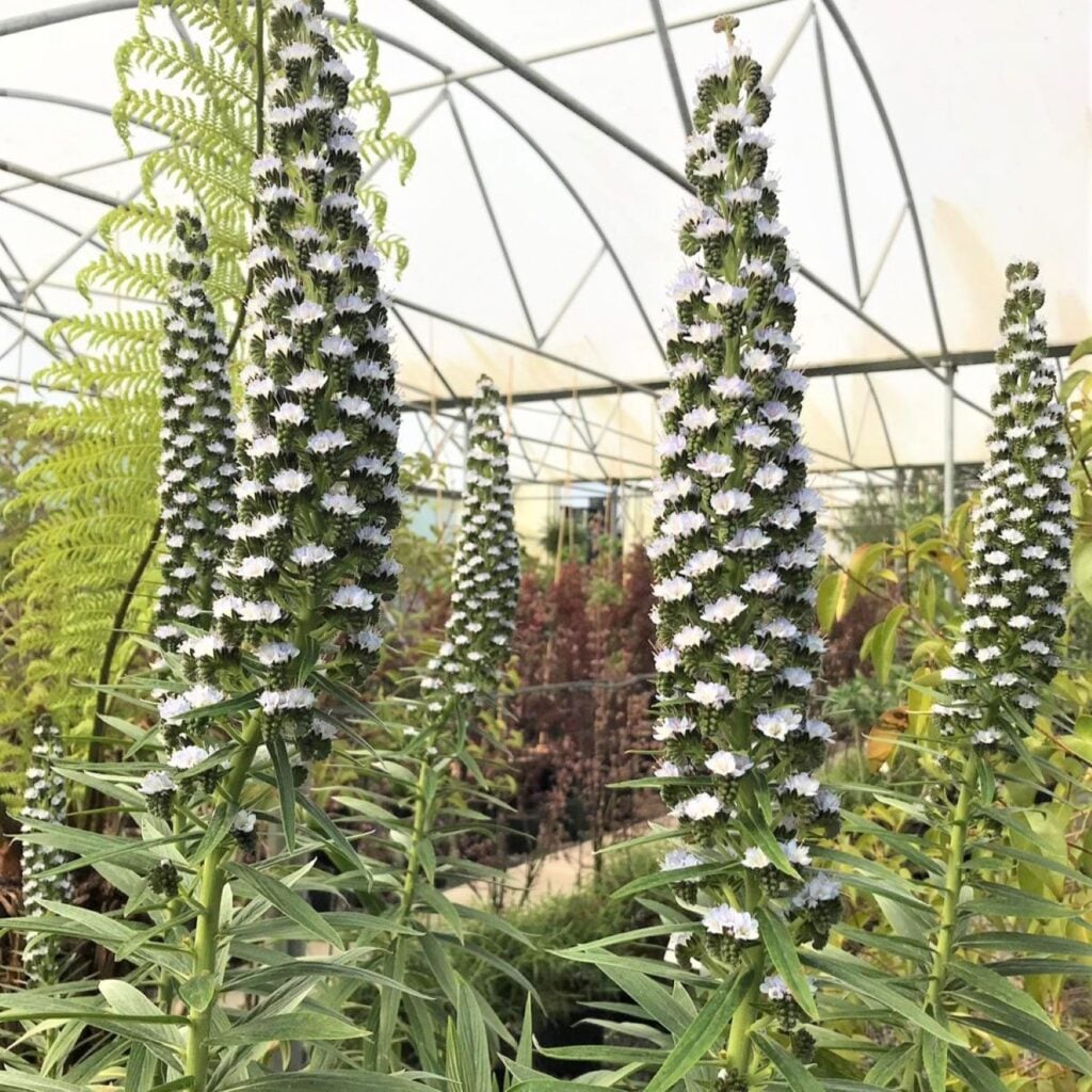 Echium fastuosum
