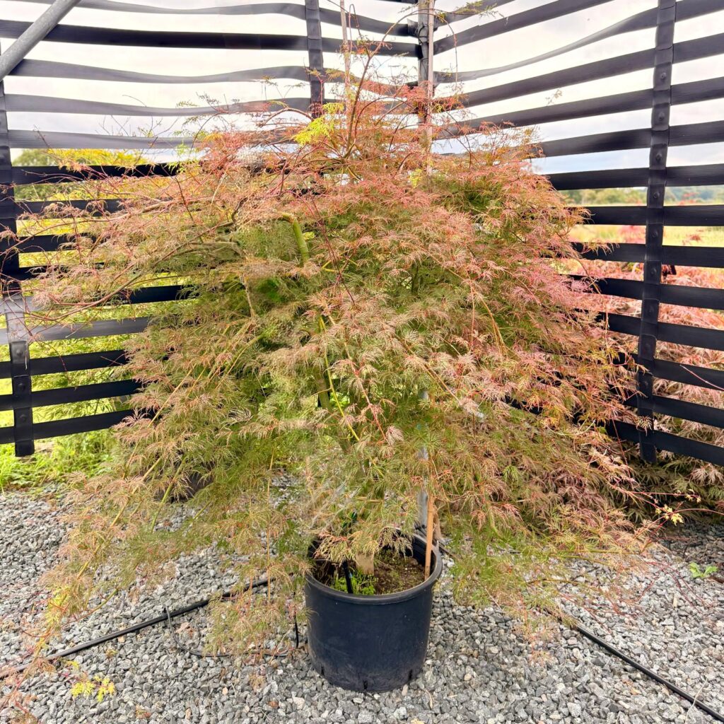 Acer palmatum 'Emerald Lace' - Image 5