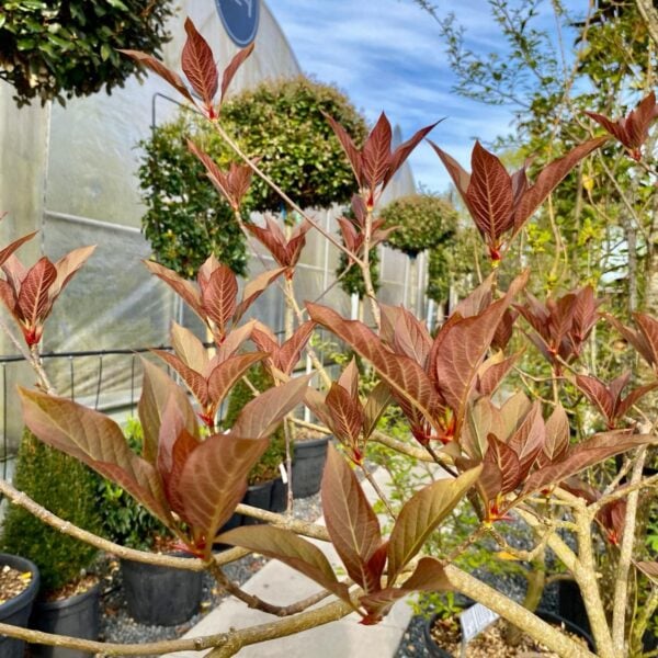 Emmenopterys henryi (P1)