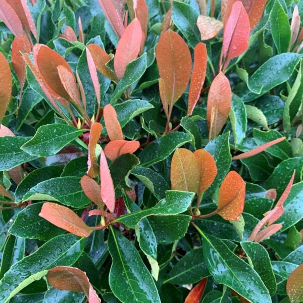 Eriobotrya deflexa 'Coppertone' - Bush (V1,HGUK)