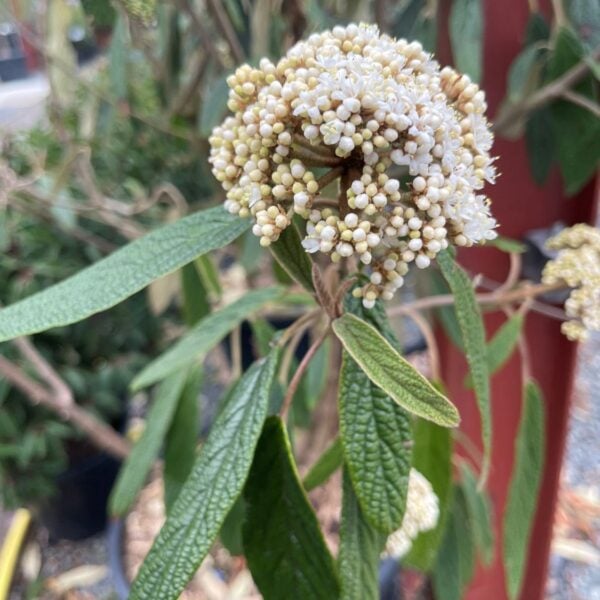 Eriobotrya japonica - Bush (V1, INT1)