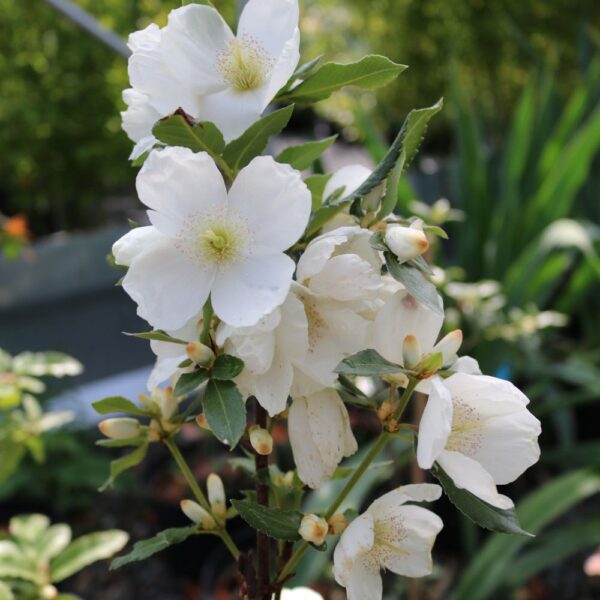 Eucryphia x nymansensis 'Nymansay'  (HG)