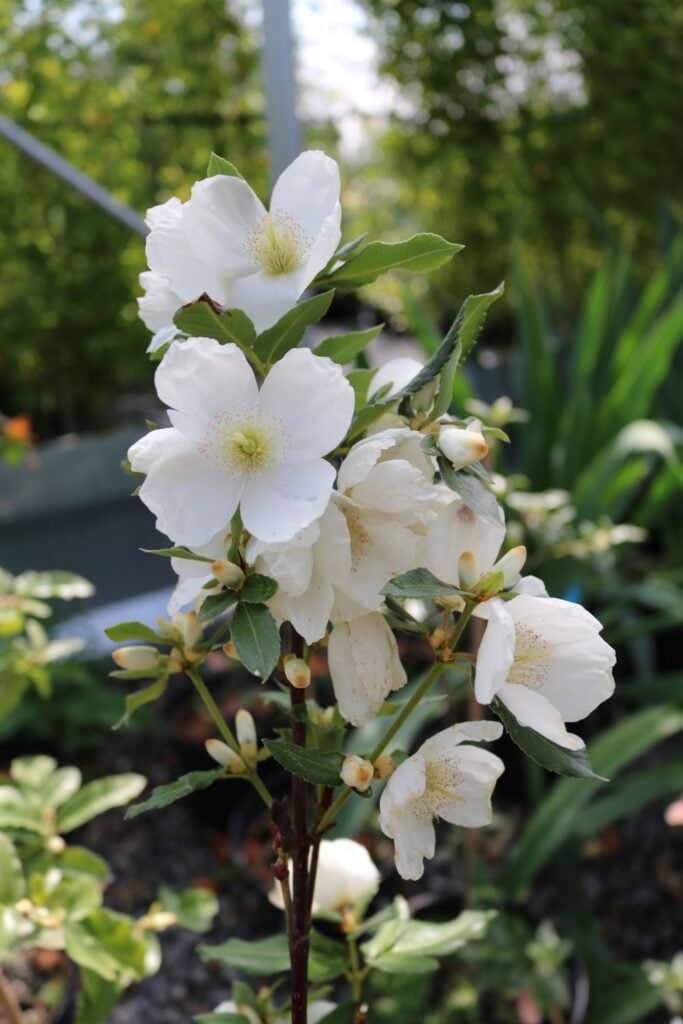 Eucryphia x nymansensis 'Nymansay'