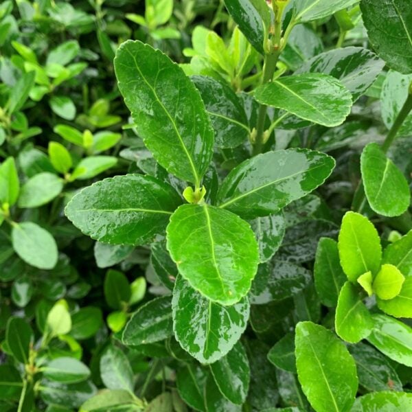 Euonymus japonicus  (V1, J1)