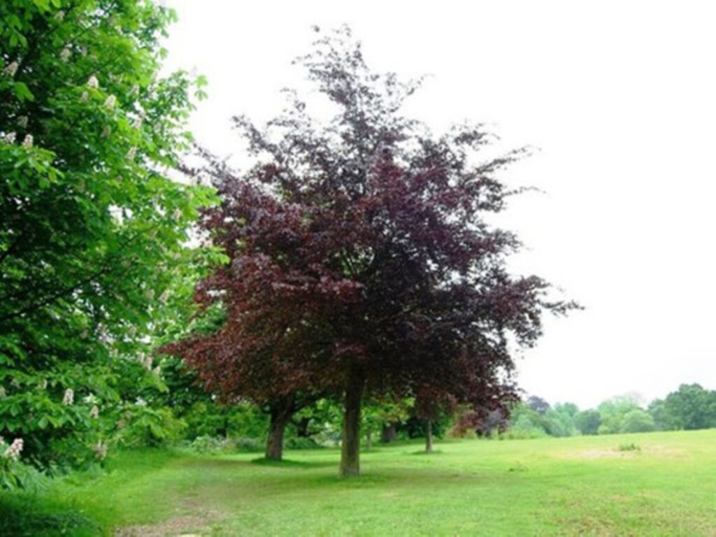 Fagus sylvatica 'Purpurea' - Standards