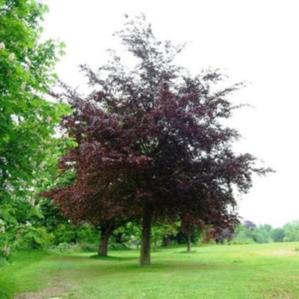 Fagus sylvatica 'Purpurea' - Standards (J1)