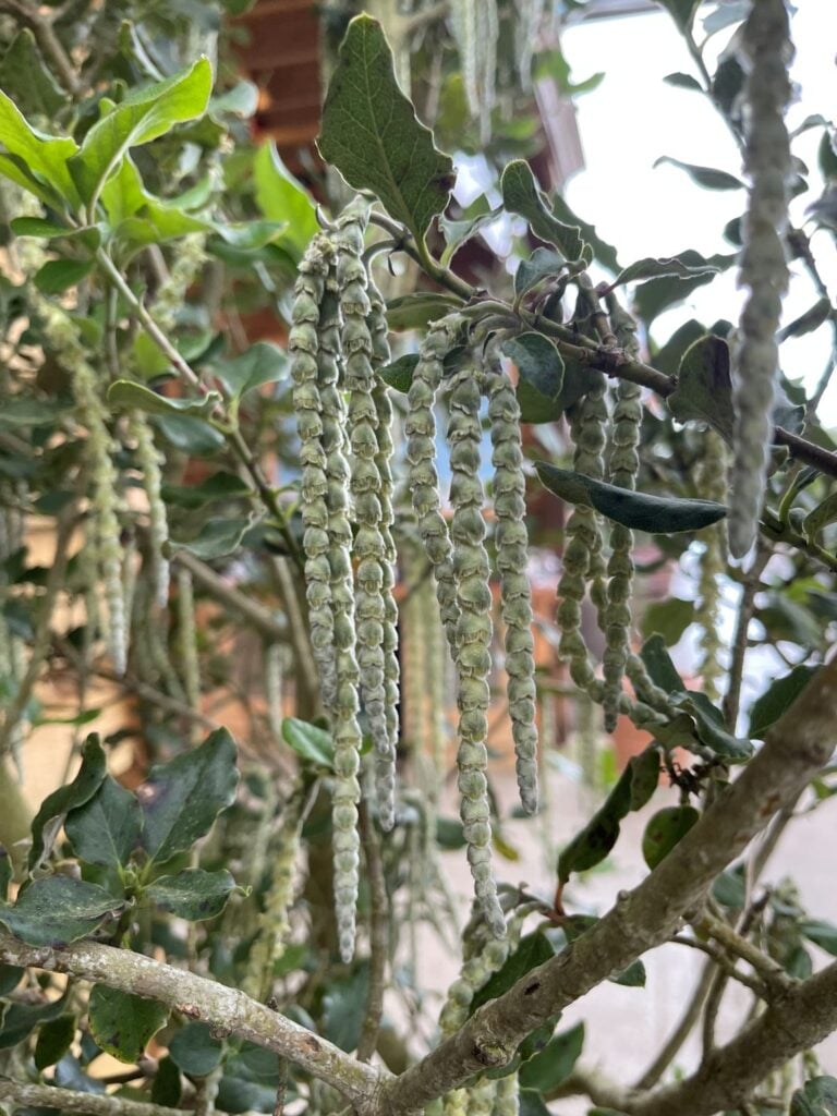 Garrya elliptica - Image 3
