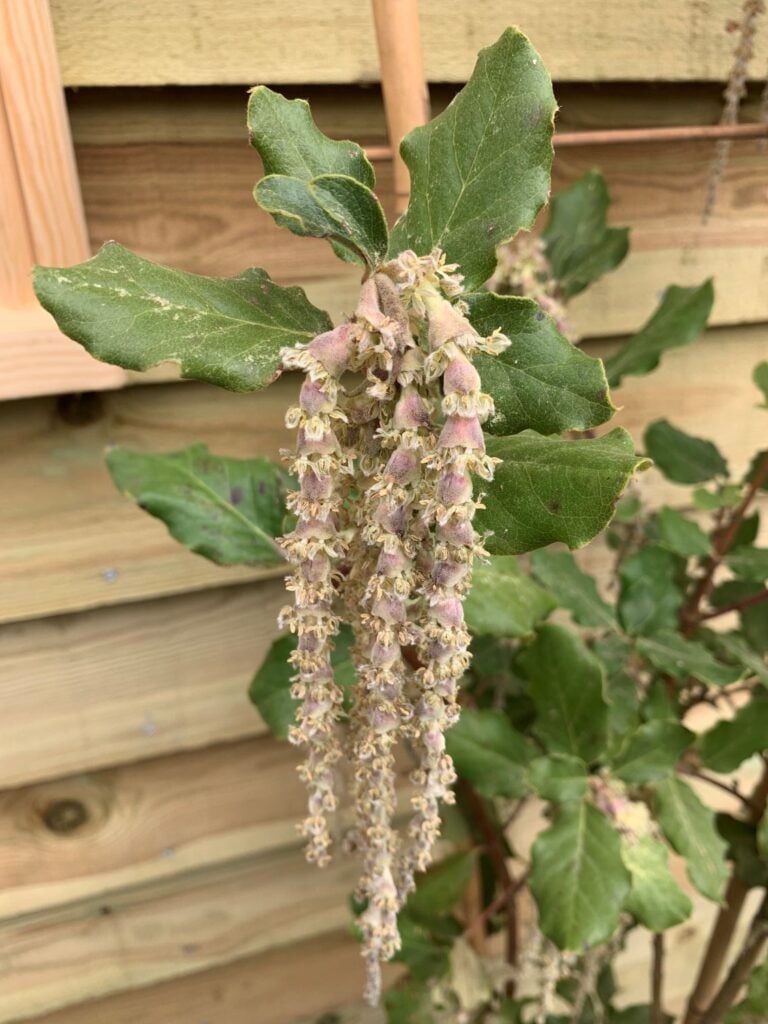 Garrya elliptica - Image 2