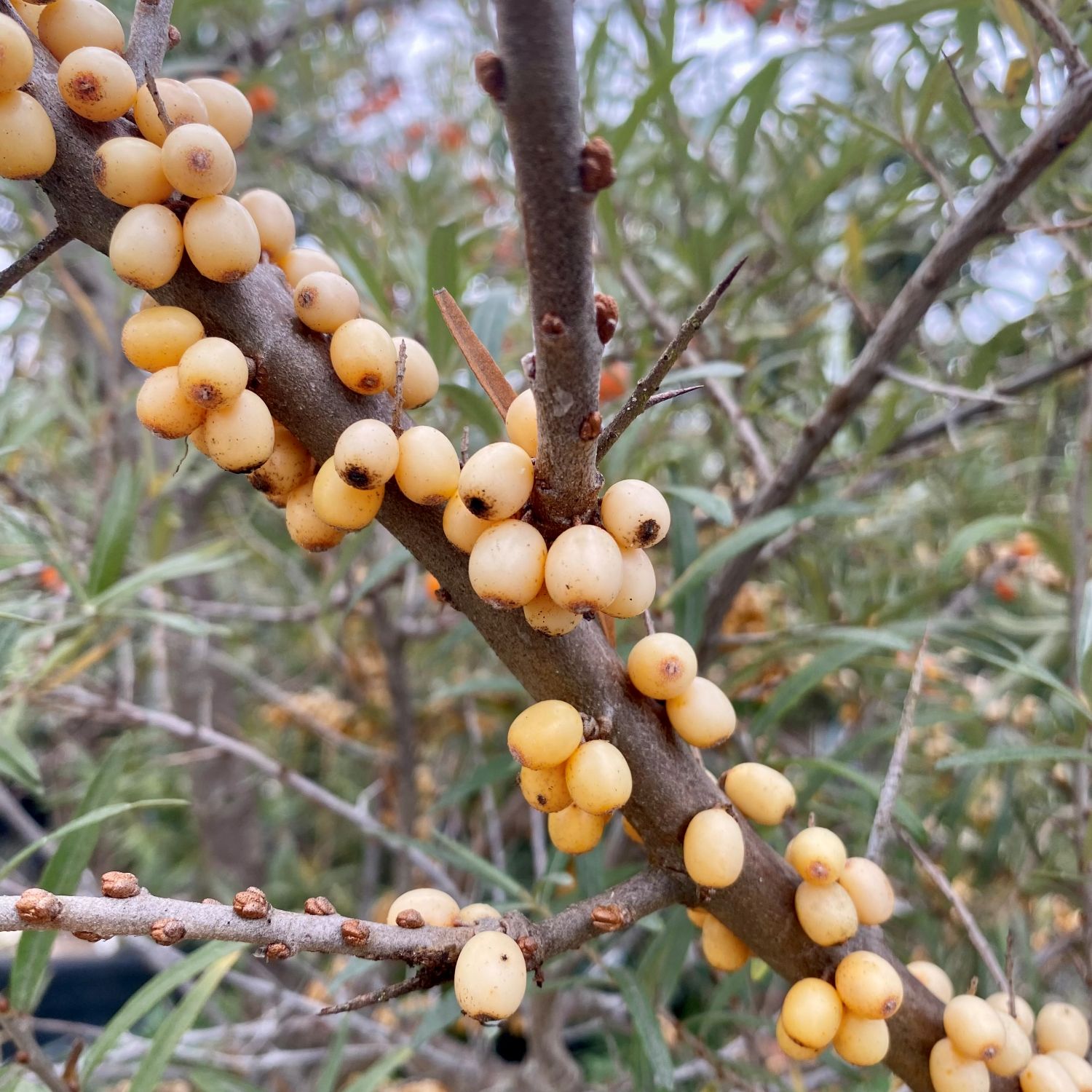 Hippophae rhamnoides