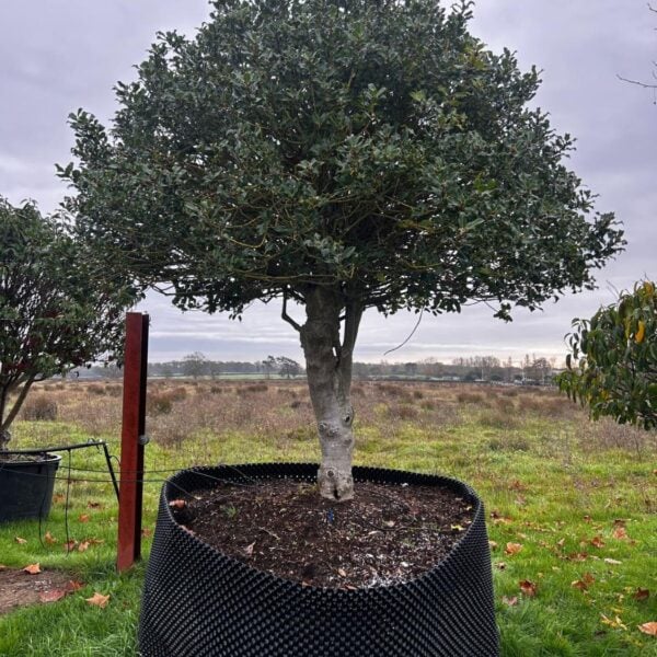 Ilex aquifolium - Topiary (ME1)