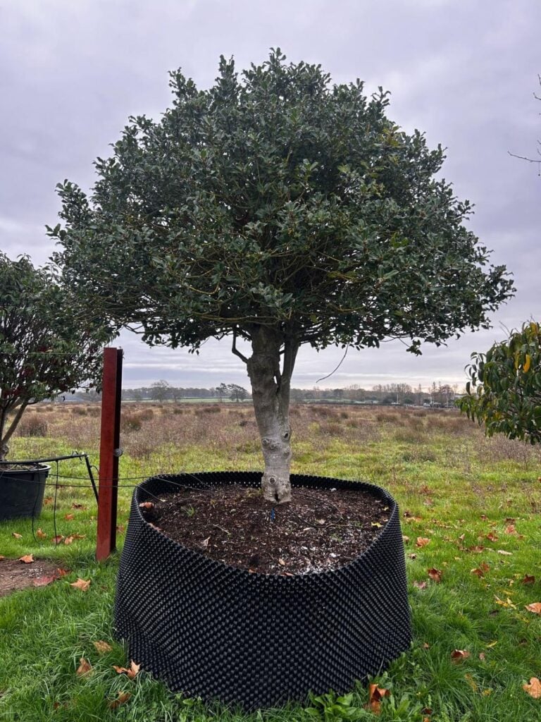 Ilex aquifolium - Topiary - Image 2